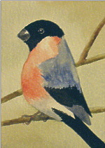 watercolour bullfinch aceo