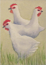 watercolour hens aceo