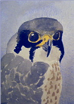 watercolour hobby aceo