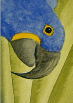 watercolour hyacinth macaw aceo