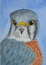 watercolour kestrel aceo