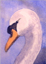 watercolour mute swan aceo