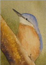 watercolour nuthatch aceo