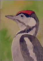 watercolour woodpecker aceo