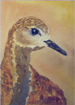 watercolour plover aceo