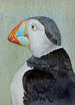 watercolour puffin aceo