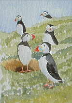 watercolour puffins aceo
