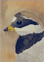 watercolour plover aceo