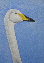 watercolour whooper swan aceo