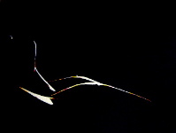 painting nude lying down