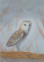 watercolour barn owl