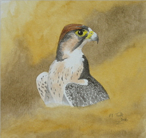 watercolour falcon