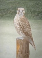 watercolour saker falcon